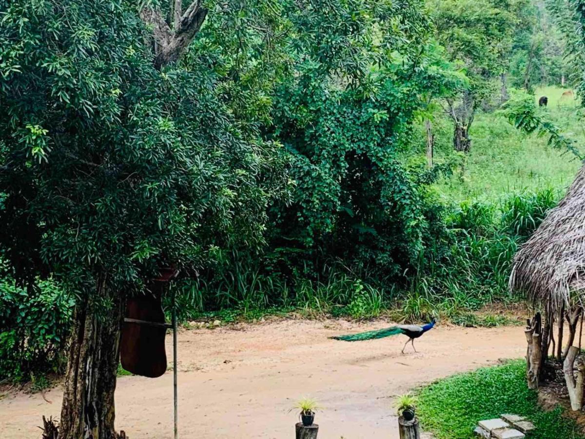 Hotel Sigiriya Rock Hide Zewnętrze zdjęcie